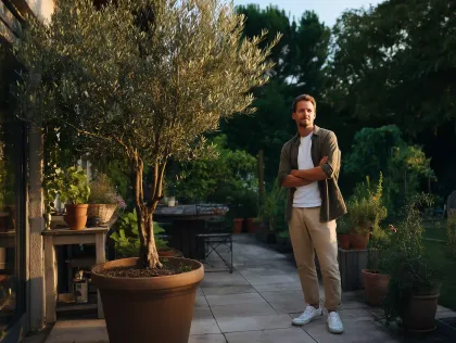 Verschiedene Olivenbaumsorten nebeneinander auf einer Terrasse